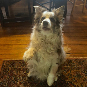 Meet your Posher, Molly